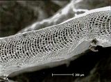 2 - Sezione longitudinale radiale di una lamina